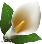 Calla Lily - Arum-lily - (4562x4741) Png Clipart Download