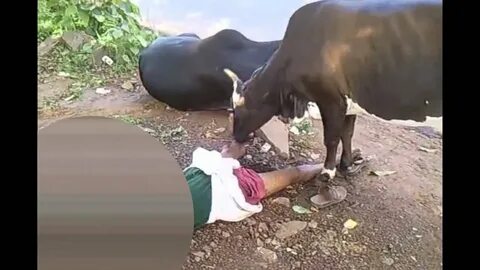 Drunk Man Licked by a Cow - YouTube