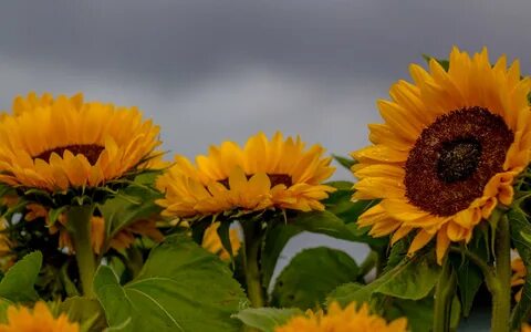 Download 2880x1800 Sunflowers, Dark Weather, Petals, Leaves,