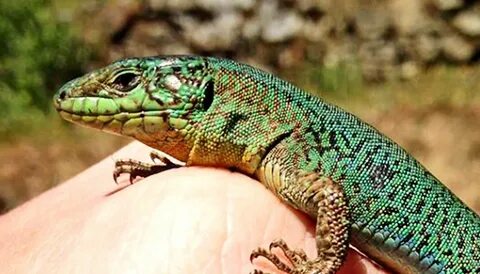 Lizards change 'cologne' to communicate in new places Laptri