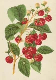 Loudon Raspberry by American School on Ursus Books, Ltd Bush