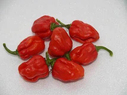 Острый перец Bhut Jolokia Purple X Maldivian Heart