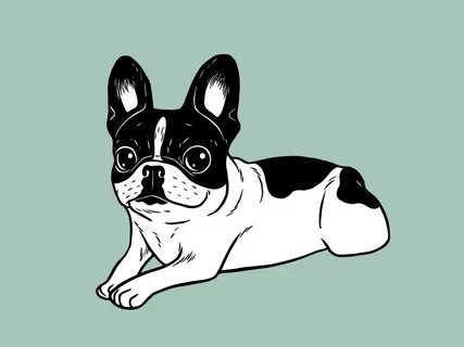 Double Hooded Pied Frenchie by Chee Sim on Dribbble