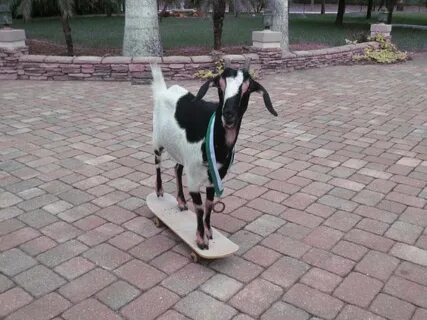 Buy goat skate cheap online