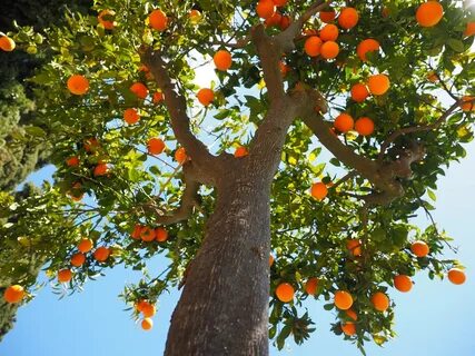 Planting and Caring for Fruit Trees: A Guide - Arborist Now