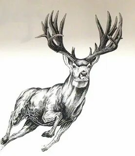 Mule deer. Deer tattoo designs, Deer drawing, Deer tattoo