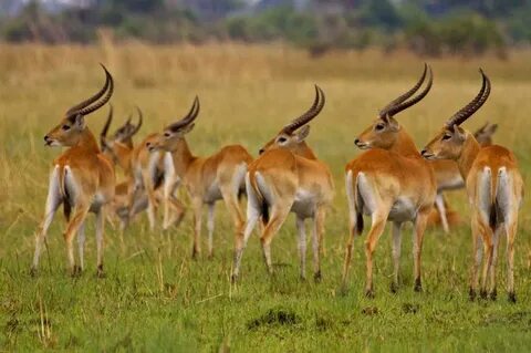 Red Lechwe-most lechwe herds are of the same gender. All the