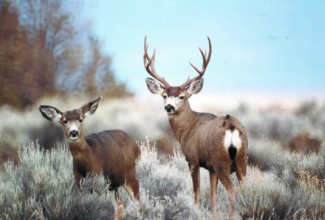 File:Rocky Mountain mule deer doe and buck (20471585031).jpg