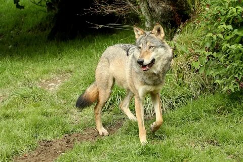 Волк - Canis lupus