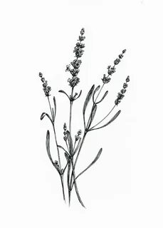 "Lavender" digital png illustration Plant drawing, Ink illus