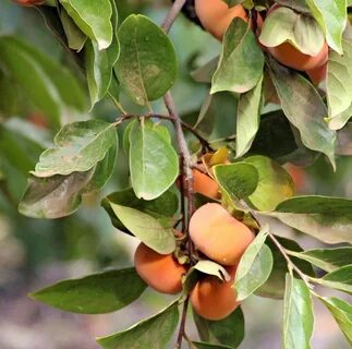 Persimmon Tree Plant - Awesome Planting Ideas