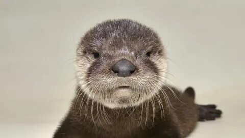 This adorable baby otter was rescued from a canal by workmen