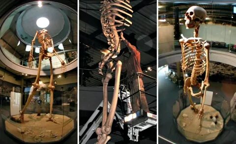 25' giant skeleton found in Ecuador Giant skeleton, Nephilim