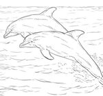 Dolphins coloring pages - 100 Free Coloring Pages