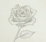 Bocetos De Flores A Lapiz : Dibujos de rosas a lápiz - Imagu