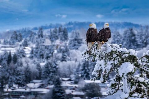 Bald Eagle HD Wallpaper Background Image 3385x2257