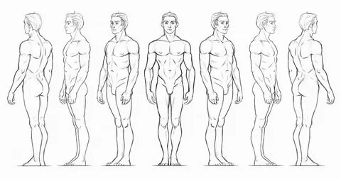 Character Anatomy Male