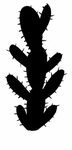 Free Download - Clipart Black And White Cactus Transparent B