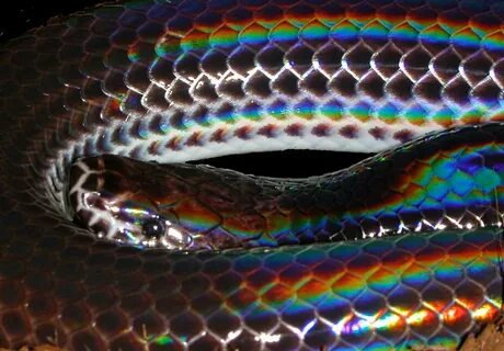 Yellowtail Snake - 68 photo