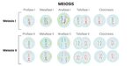 Meiosis - Concept, phases and what is mitosis - Daily Concep