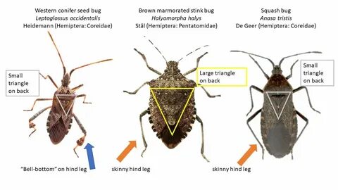 Stink, squash and seed bugs: Uninvited pests - - The Adirond
