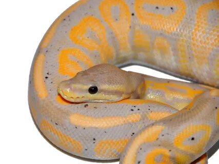 Black Pastel Banana - Morph List - World of Ball Pythons