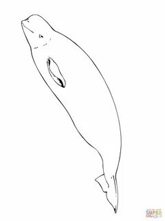 Whale coloring pages, Coloring pages, Beluga whale