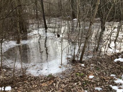 File:2019-01-22 15 52 24 An ice-covered puddle within Horsep