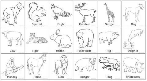 Year 4: Herbivores, Carnivores and Omnivores!