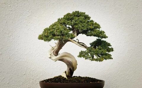 Japanese bonsai tree pictures