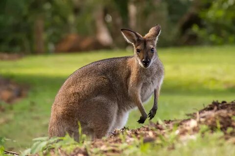 Wallaby in Australia Royalty-Free Stock Photo and Image