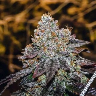 Sunset Sherbet - Marijuana Clones Cannabis Plants Marijuana 