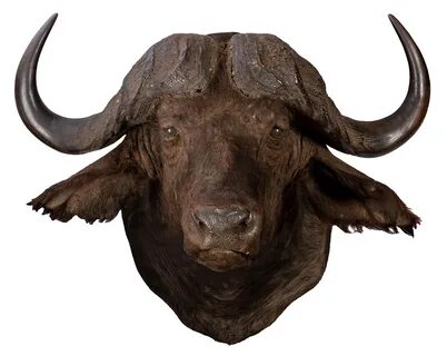 Lot Detail - Massive Water Buffalo Taxidermy Head and Should