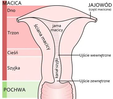 Дно матки - Вікіпедія