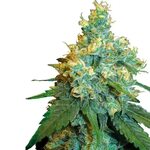 Jack Herer Feminized Cannabis Seeds - Get your Sensi Seeds h
