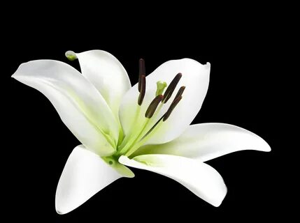 Lily Flower Information Produces Magnificent Flowers in Wide
