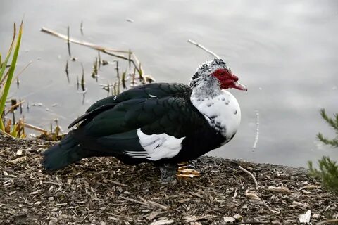 Download free photo of Duck,muscovy,bird,fowl,red - from nee