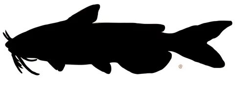 12++ Best Silhouette Catfish Svg GRAPHICSTOCK
