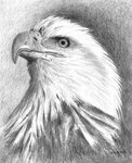 Drawing - Bald Eagle by Arline Wagner #affiliate , #Sponsore