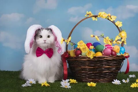 Cat in the Suit Bunny Celebrates Easter Stock Photo - Image 
