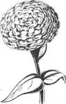 Marigold Flower Drawing Simple / Learn how you can draw diff