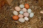Sexing 6 week old Easter Eggers - first timer needing help! 