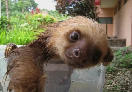 Pin by Thomas D on slothful Cute baby sloths, Cute sloth pic