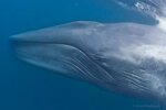 Синие киты Сан-Диего Группа RuDIVE