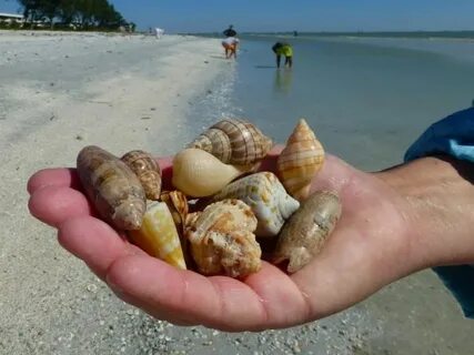 collect sea shells Sanibel Sea shells, Beach, Sanibel island
