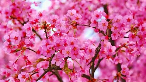 Cherry blossom, pink flowers, nature wallpaper, hd image, pi