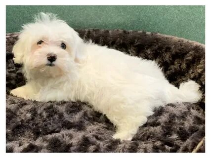 Maltese-DOG-Female-White-2094925-Petland San Antonio