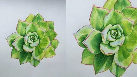 Succulent Drawing in Colour Pencils How to Draw a Succulent 