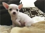 deer head chihuahua puppies for sale near me - Doggie Cutty