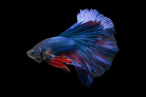 Betta wallpaper, Fighting, fish, psychedelic, Siamese, tropi